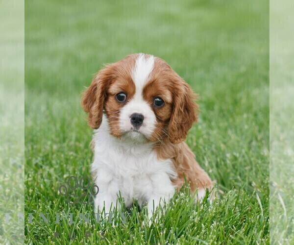 Medium Photo #3 Cavalier King Charles Spaniel Puppy For Sale in NARVON, PA, USA