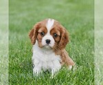 Small #2 Cavalier King Charles Spaniel