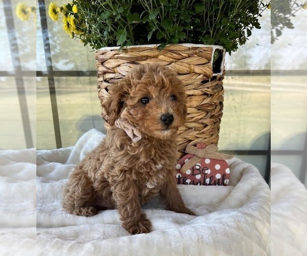 Medium Photo #1 Poodle (Toy) Puppy For Sale in WEST PLAINS, MO, USA
