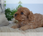 Puppy Peanuts Cavapoo (Toy)