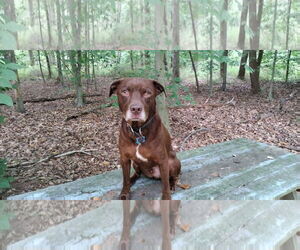 Chocolate Labrador retriever-Unknown Mix Dogs for adoption in Westminster, MD, USA