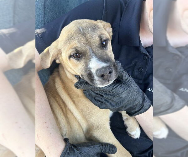 Medium Photo #1 Labrador Retriever-Unknown Mix Puppy For Sale in Stockton, CA, USA