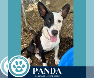 American Pit Bull Terrier-Unknown Mix Dogs for adoption in Kimberton, PA, USA