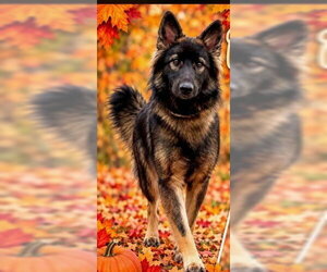 German Shepherd Dog Dogs for adoption in Newfoundland, PA, USA