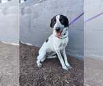 Small Retriever  Mix