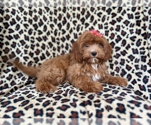 Cavapoo Puppy for sale in LAKELAND, FL, USA