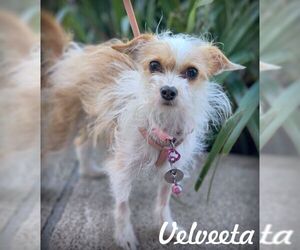 Wapoo Dogs for adoption in Tustin, CA, USA