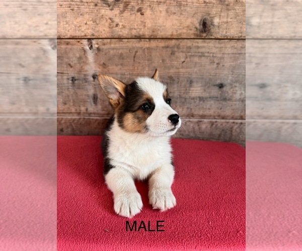 Medium Photo #8 Pembroke Welsh Corgi Puppy For Sale in VERMONTVILLE, MI, USA