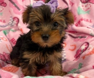 Yorkshire Terrier Puppy for sale in CENTER HILL, FL, USA