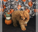 Small #14 Poodle (Toy)