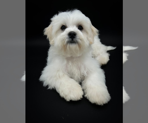 Zuchon Puppy for sale in FAIRBANK, IA, USA