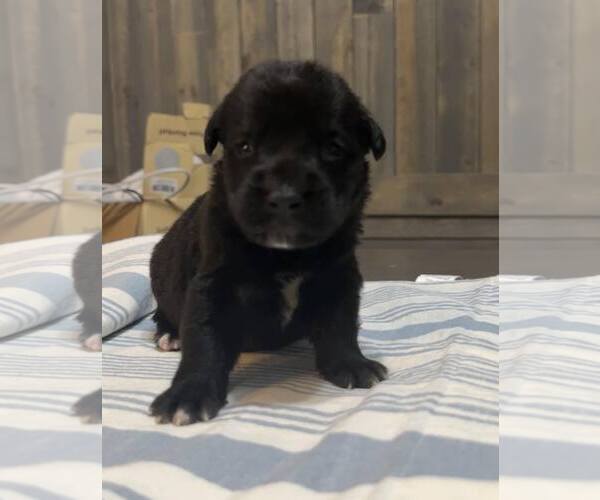 Medium Photo #2  Puppy For Sale in , 