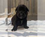 Small #1 Breeder Profile image