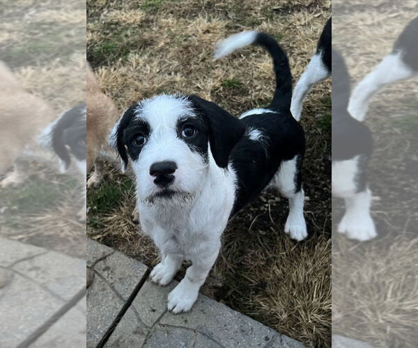 Medium Photo #3 Mutt Puppy For Sale in Aurora, IN, USA