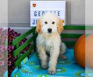 Goldendoodle Puppy for Sale in WAKARUSA, Indiana USA