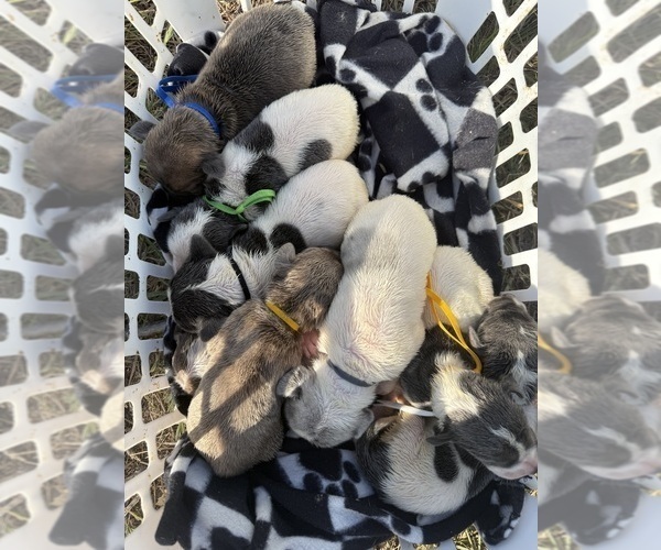 Medium Photo #1 Great Dane Puppy For Sale in HALLETTSVILLE, TX, USA