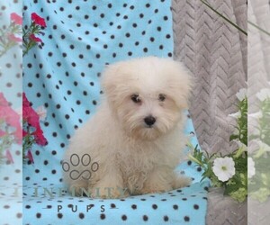 Maltese Puppy for sale in RISING SUN, MD, USA