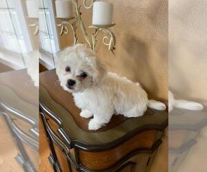 Lhasa Apso-Maltipoo Mix Puppy for sale in PUYALLUP, WA, USA