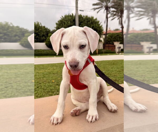 Medium Photo #2 Labrador Retriever-Unknown Mix Puppy For Sale in Royal Palm Beach, FL, USA