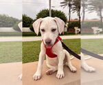 Small #1 Labrador Retriever Mix