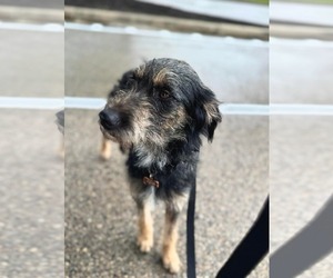 Irish Terrier-Unknown Mix Dogs for adoption in Germantown, OH, USA