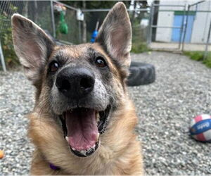 German Shepherd Dog-Unknown Mix Dogs for adoption in Anchorage, AK, USA