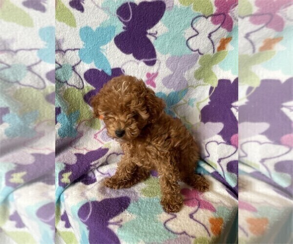 Medium Photo #3 Poodle (Toy) Puppy For Sale in WEST PALM BEACH, FL, USA