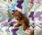 Small #2 Poodle (Toy)