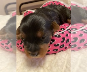 Yorkshire Terrier Puppy for sale in JOHNSTOWN, PA, USA