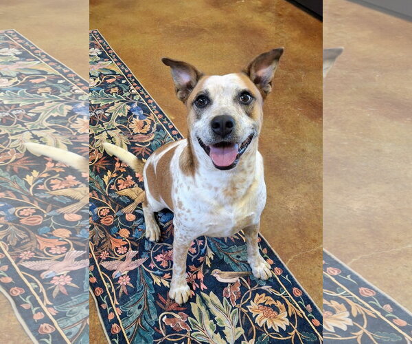 Medium Photo #5 Red Heeler-Staffordshire Bull Terrier Mix Puppy For Sale in Mountain View, AR, USA