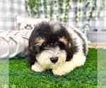 Small Photo #1 Poochon Puppy For Sale in MARIETTA, GA, USA