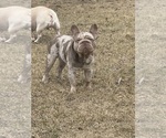 Small Photo #1 French Bulldog Puppy For Sale in SUSSEX, WI, USA