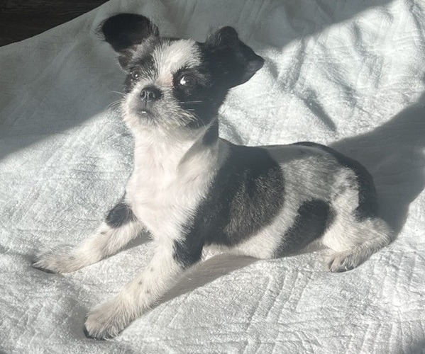 Medium Photo #4 Chi-Poo (Miniature) Puppy For Sale in JACKSONVILLE, FL, USA