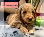 Puppy Honeysuckle Goldendoodle