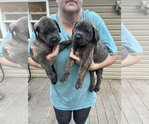 Cane Corso Puppy for sale in NEW TAZEWELL, TN, USA