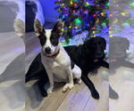 Small #12 Labrador Retriever Mix