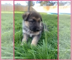 Puppy 4 German Shepherd Dog