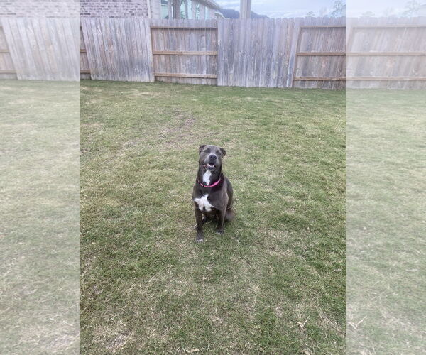 Medium Photo #54 Blue Lacy-Unknown Mix Puppy For Sale in Rosenberg, TX, USA