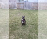 Small #53 Blue Lacy Mix