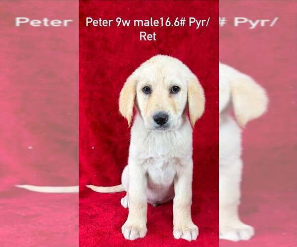 Medium Photo #1 Great Pyrenees-Retriever  Mix Puppy For Sale in Brewster, NY, USA