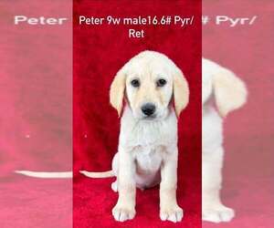 Great Pyrenees-Retriever  Mix Dogs for adoption in Brewster, NY, USA