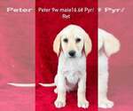 Small Great Pyrenees-Retriever  Mix