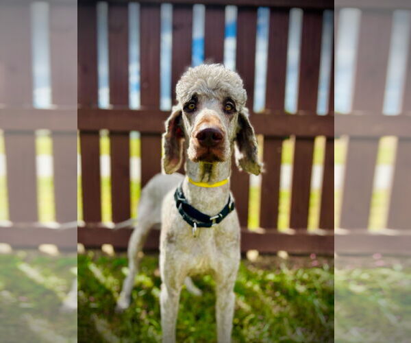 Medium Photo #1 Poodle (Standard)-Unknown Mix Puppy For Sale in Pacolet, SC, USA