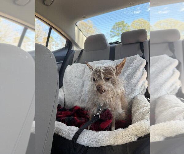 Medium Photo #7 ShiChi Puppy For Sale in Mooresville, NC, USA