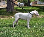 Puppy 3 Dogo Argentino