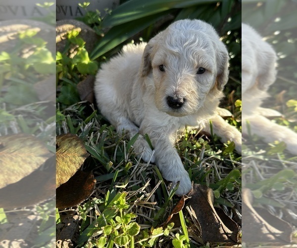 Medium Photo #7 Goldendoodle Puppy For Sale in PENSACOLA, FL, USA