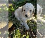 Small #6 Goldendoodle