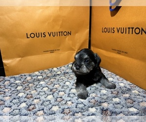 Schnauzer (Miniature) Puppy for sale in HOUSTON, TX, USA