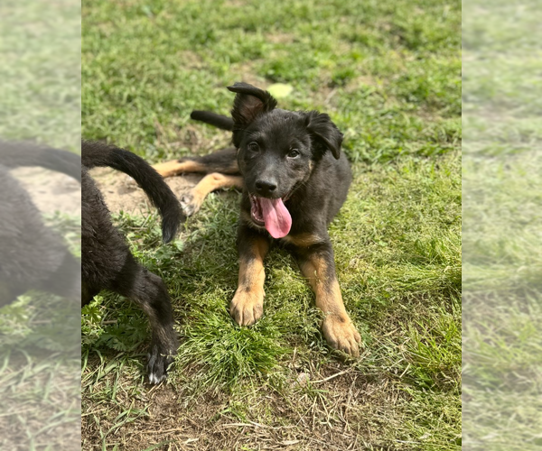 Medium Photo #2 Border Collie-Unknown Mix Puppy For Sale in Holly Springs, NC, USA