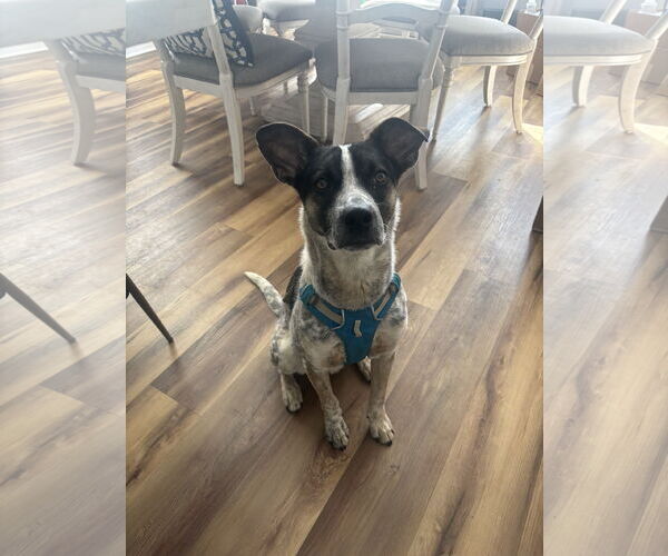 Medium Photo #1 Mutt Puppy For Sale in Garden City, NY, USA